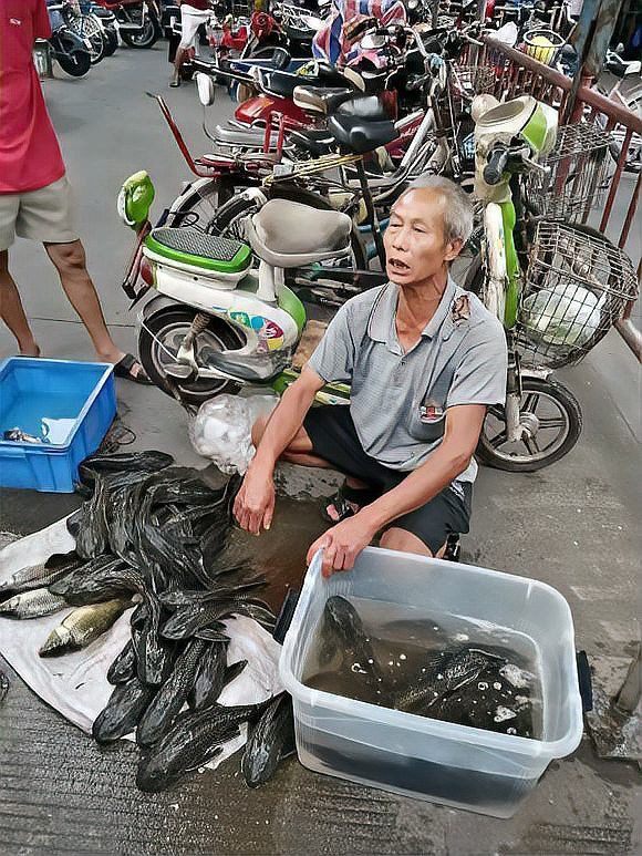 火龍魚是清道夫嗎 火龍魚是清道夫嗎 龍魚百科 第7張