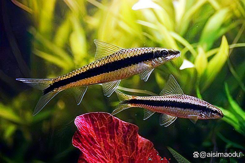 火龍魚是清道夫嗎 火龍魚是清道夫嗎 龍魚百科 第8張