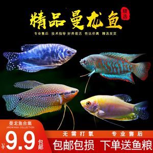 龍魚配魚推薦哪種魚苗：適合與龍魚混養(yǎng)的魚苗推薦哪種魚苗適合與龍魚混養(yǎng) 龍魚配魚推薦哪種魚苗：適合與龍魚混養(yǎng)的魚苗推薦哪種魚苗適合與龍魚混養(yǎng) 龍魚百科 第3張