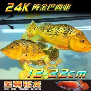 龍魚配魚推薦哪種魚苗：適合與龍魚混養(yǎng)的魚苗推薦哪種魚苗適合與龍魚混養(yǎng) 龍魚配魚推薦哪種魚苗：適合與龍魚混養(yǎng)的魚苗推薦哪種魚苗適合與龍魚混養(yǎng) 龍魚百科 第1張