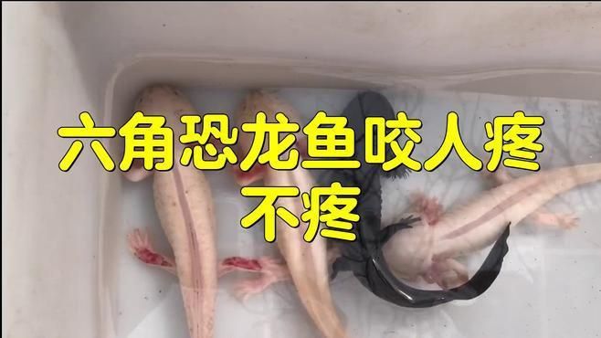 六角恐龍魚咬人疼不疼