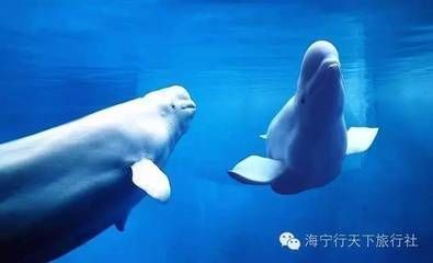 龍魚品相怎么看出來好壞呢，如何辨別龍魚的健康狀況