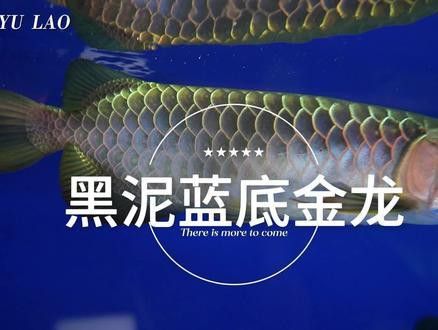 金龍魚視頻背景黑色