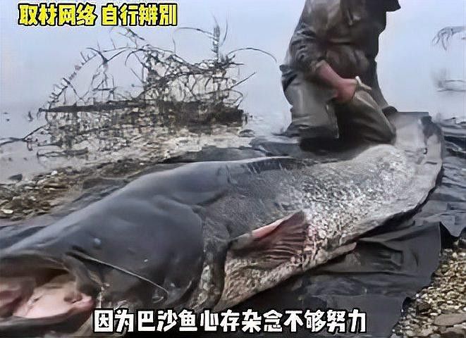 如何判斷巴沙魚和龍利魚是否新鮮？ 如何判斷巴沙魚和龍利魚是否新鮮？ 龍魚百科 第1張