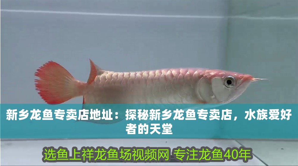 新鄉龍魚專賣店地址：探秘新鄉龍魚專賣店，水族愛好者的天堂 新鄉龍魚專賣店地址：探秘新鄉龍魚專賣店，水族愛好者的天堂 龍魚百科 第1張