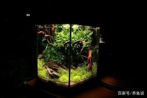 如何布置雪龍魚觀賞魚缸：雪龍魚觀賞魚缸 如何布置雪龍魚觀賞魚缸：雪龍魚觀賞魚缸 龍魚百科 第2張