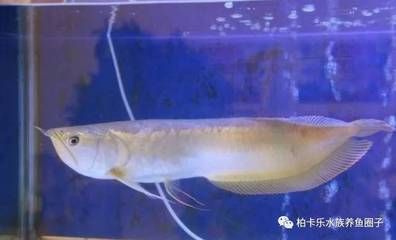 龍魚常見疾病有哪些癥狀：龍魚趴缸的急救措施 龍魚常見疾病有哪些癥狀：龍魚趴缸的急救措施 龍魚百科 第2張