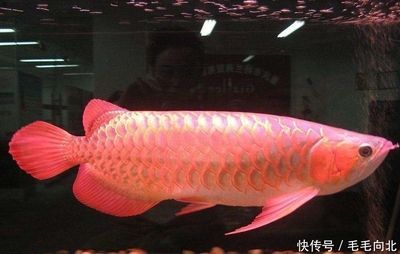 龍魚常見疾病有哪些癥狀：龍魚趴缸的急救措施 龍魚常見疾病有哪些癥狀：龍魚趴缸的急救措施 龍魚百科 第4張
