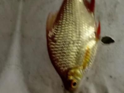 龍魚配泰國鯽 貼吧（龍魚和泰國鯽魚可以混養）