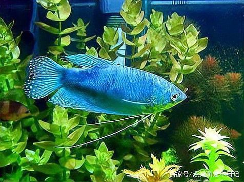 藍曼龍魚常見的疾病有哪些？