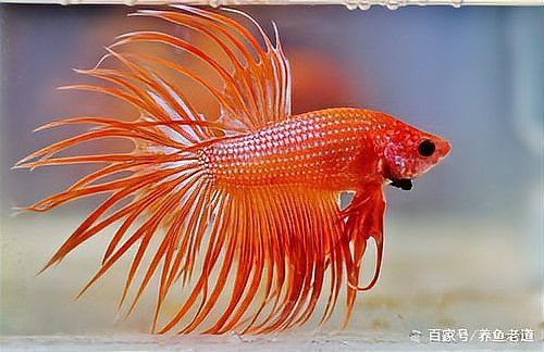 藍曼龍魚常見的疾病有哪些？