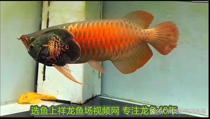 如何降低紅龍魚的領(lǐng)地意識(shí)