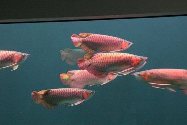 如何降低紅龍魚的領(lǐng)地意識(shí)