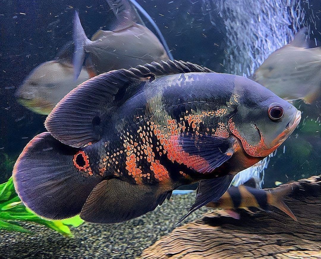 地圖魚和龍魚的最佳混養比例