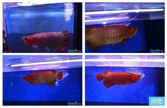 龍魚須的清洗方法：在處理龍魚須時，我們需要采取特定的步驟來確保其干凈衛生 龍魚須的清洗方法：在處理龍魚須時，我們需要采取特定的步驟來確保其干凈衛生 龍魚百科 第3張