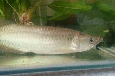 龍魚飼養水溫多少合適：龍魚的適宜飼養水溫