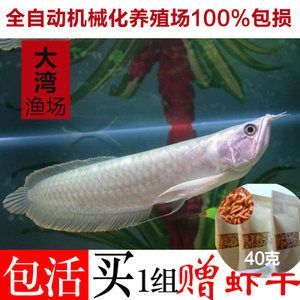 第一次養銀龍魚苗怎么養（\"觀賞魚\"銀龍魚養殖方法介紹） 第一次養銀龍魚苗怎么養（\"觀賞魚\"銀龍魚養殖方法介紹） 龍魚百科 第3張