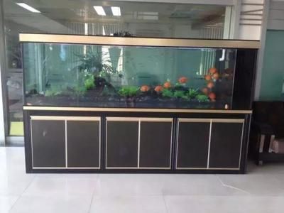龍魚缸的尺寸你買對了嗎?:“最大的龍魚缸”具體尺寸根據龍魚的尺寸而定 龍魚百科 第1張 龍魚缸的尺寸你買對了嗎?:“最大的龍魚缸”具體尺寸根據龍魚的尺寸而定 龍魚缸的尺寸你買對了嗎?:“最大的龍魚缸”具體尺寸根據龍魚的尺寸而定 龍魚百科 第1張