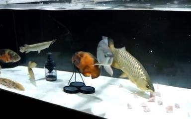 龍魚缸的尺寸你買對了嗎?:“最大的龍魚缸”具體尺寸根據龍魚的尺寸而定 龍魚百科 第3張 龍魚缸的尺寸你買對了嗎?:“最大的龍魚缸”具體尺寸根據龍魚的尺寸而定 龍魚缸的尺寸你買對了嗎?:“最大的龍魚缸”具體尺寸根據龍魚的尺寸而定 龍魚百科 第3張