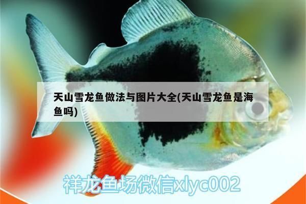 雪龍魚免疫增強食譜推薦：清蒸雪龍魚湯的烹飪技巧雪龍魚湯的烹飪技巧