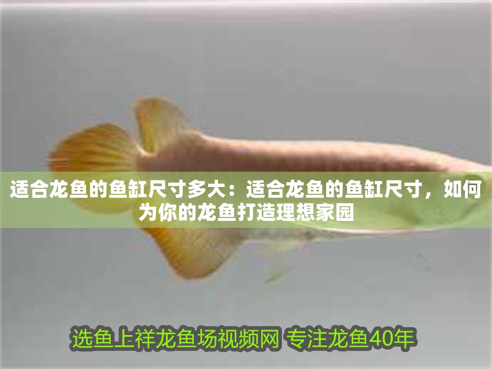 適合龍魚的魚缸尺寸多大：適合龍魚的魚缸尺寸，如何為你的龍魚打造理想家園