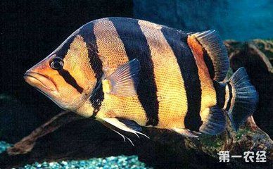 金龍魚能養多大？：金龍魚體型大小受到多種因素影響，金龍魚能養多大