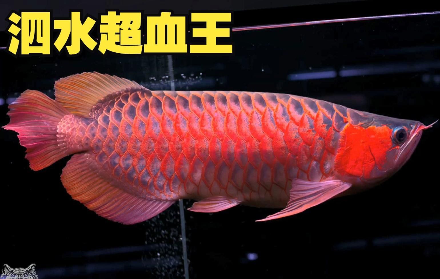 有哪些知名的泗水紅龍魚品系？