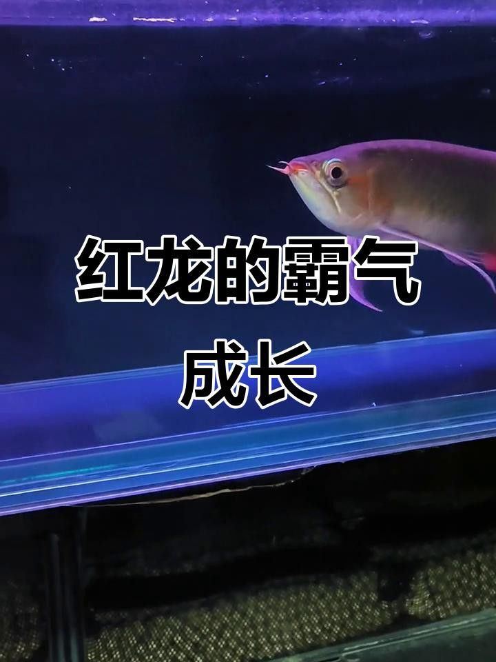 有哪些知名的泗水紅龍魚品系？