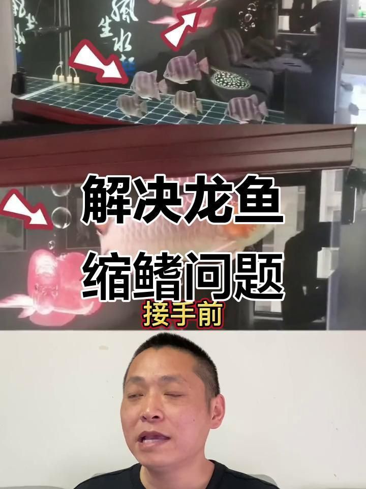 龍魚縮鰭怎么調整 龍魚縮鰭怎么調整 龍魚百科 第2張