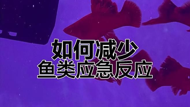 金龍魚換水后如何避免應激反應？