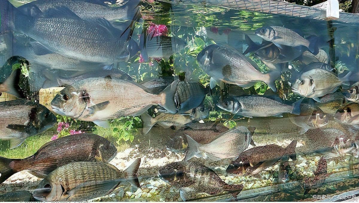 金龍魚換水后如何避免應激反應？