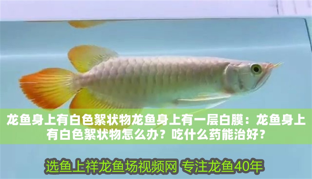 龍魚身上有白色絮狀物龍魚身上有一層白膜：龍魚身上有白色絮狀物怎么辦？吃什么藥能治好？