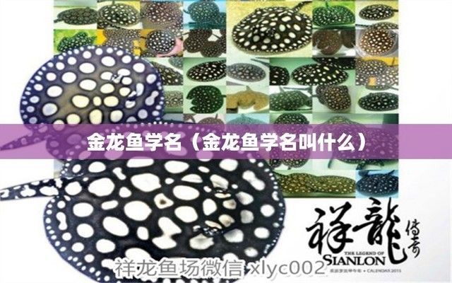 金龍魚學名叫什么名字（金龍魚學名及其對應的描述：epinepheluslanceolatus） 金龍魚學名叫什么名字（金龍魚學名及其對應的描述：epinepheluslanceolatus） 龍魚百科 第5張
