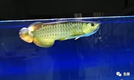 龍魚一周不吃東西會死嗎為什么：龍魚一周不吃東西會死嗎 龍魚一周不吃東西會死嗎為什么：龍魚一周不吃東西會死嗎 龍魚百科 第3張