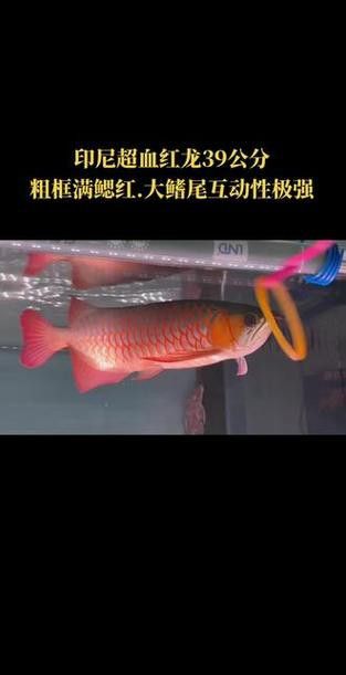 紅色的龍魚叫什么魚圖片 龍魚百科 第41張 紅色的龍魚叫什么魚圖片 紅色的龍魚叫什么魚圖片 龍魚百科 第41張