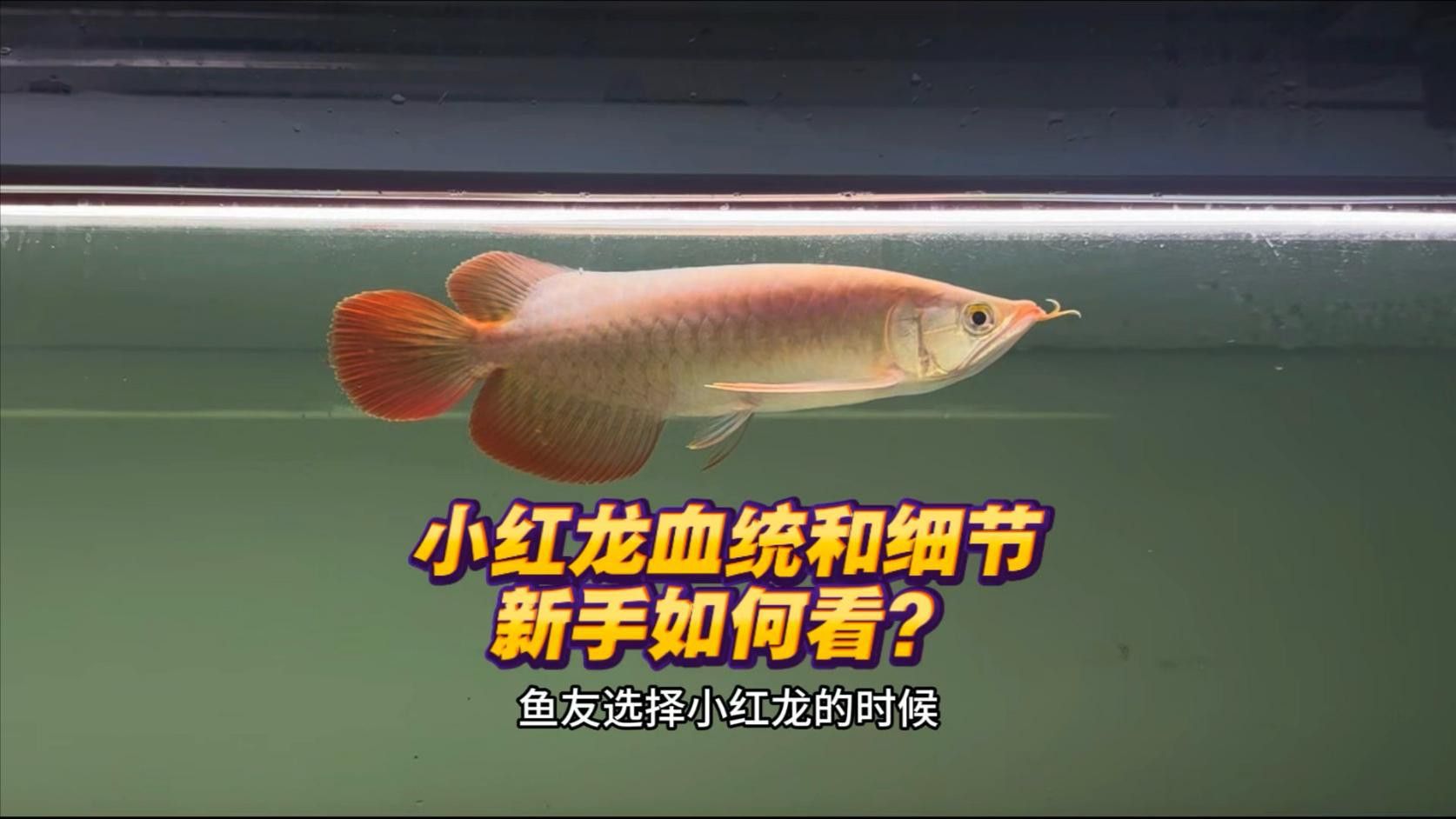紅龍魚血統證明如何辨別真偽？ 紅龍魚血統證明如何辨別真偽？ 龍魚百科 第13張