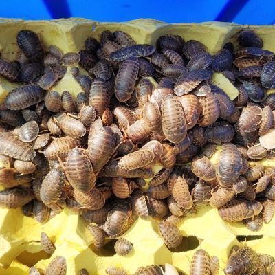 龍魚的水位：龍魚的水位管理