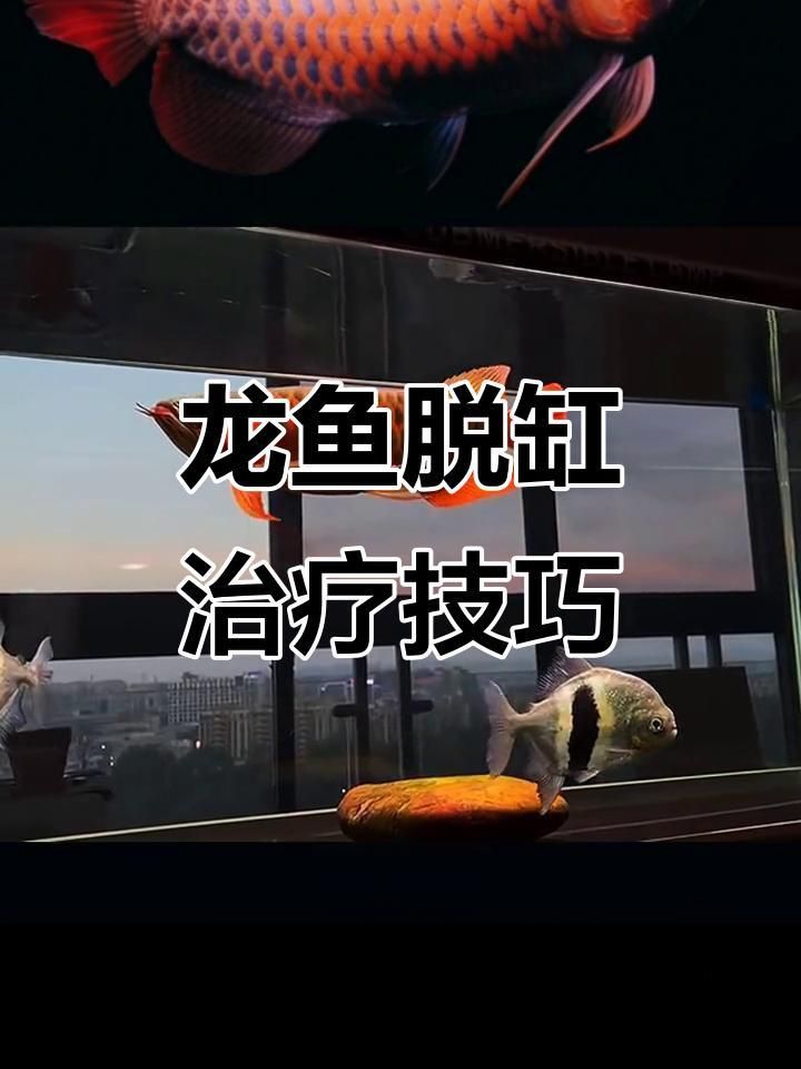 龍魚跳缸后多久會恢復？