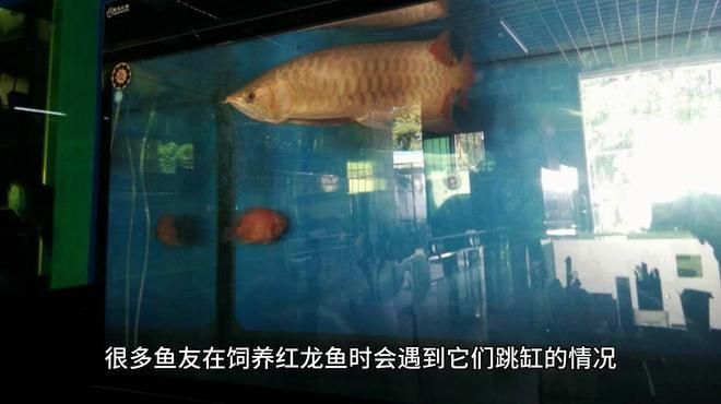 龍魚跳缸后多久會恢復？