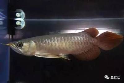 一條龍魚一天吃幾條小魚最好
