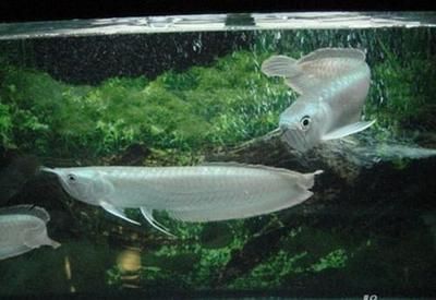 馬拉莫魚介紹