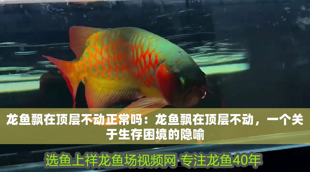 龍魚飄在頂層不動正常嗎：龍魚飄在頂層不動，一個關于生存困境的隱喻