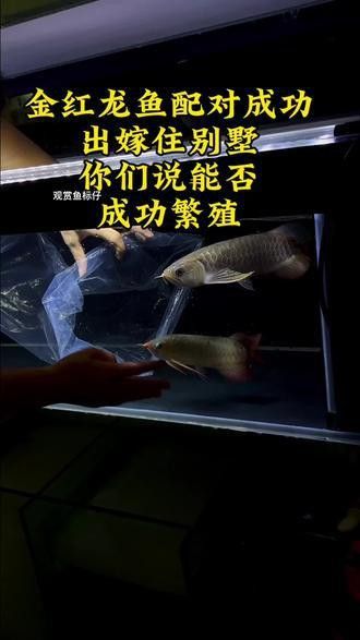 紅龍魚的品種大全圖解