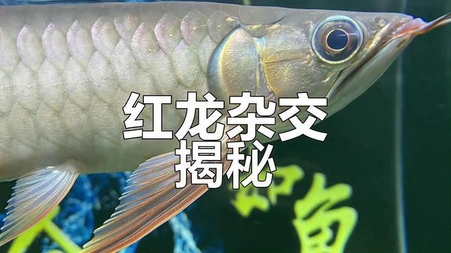 紅龍魚的品種大全圖解