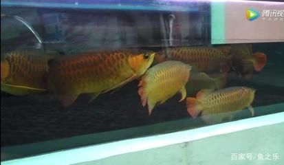 龍魚能不能和清道夫一起養（龍魚和清道夫一起養養好嗎？）