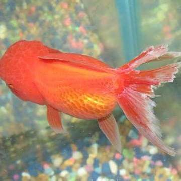 龍魚爛鰭爛尾會傳染嗎？