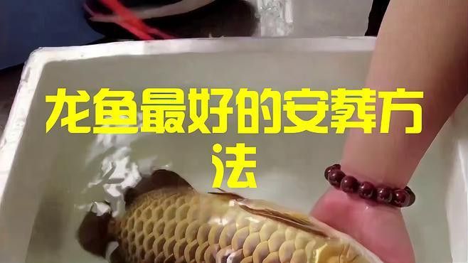 龍魚死亡后如何處理遺體？
