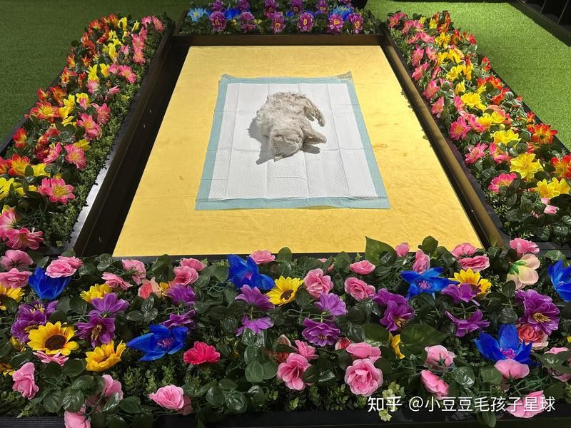 龍魚死亡后如何處理遺體？