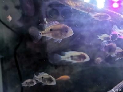 玉面皇冠會咬龍魚嗎(玉面皇冠魚會咬龍魚嗎?) 龍魚百科 第4張 玉面皇冠會咬龍魚嗎(玉面皇冠魚會咬龍魚嗎?) 玉面皇冠會咬龍魚嗎(玉面皇冠魚會咬龍魚嗎?) 龍魚百科 第4張