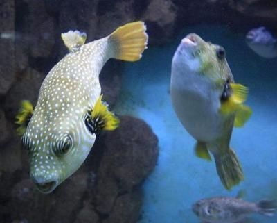 龍魚變色怎么回事圖片大全視頻：龍魚變色的主要原因